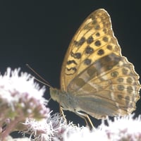 05 aout3 26