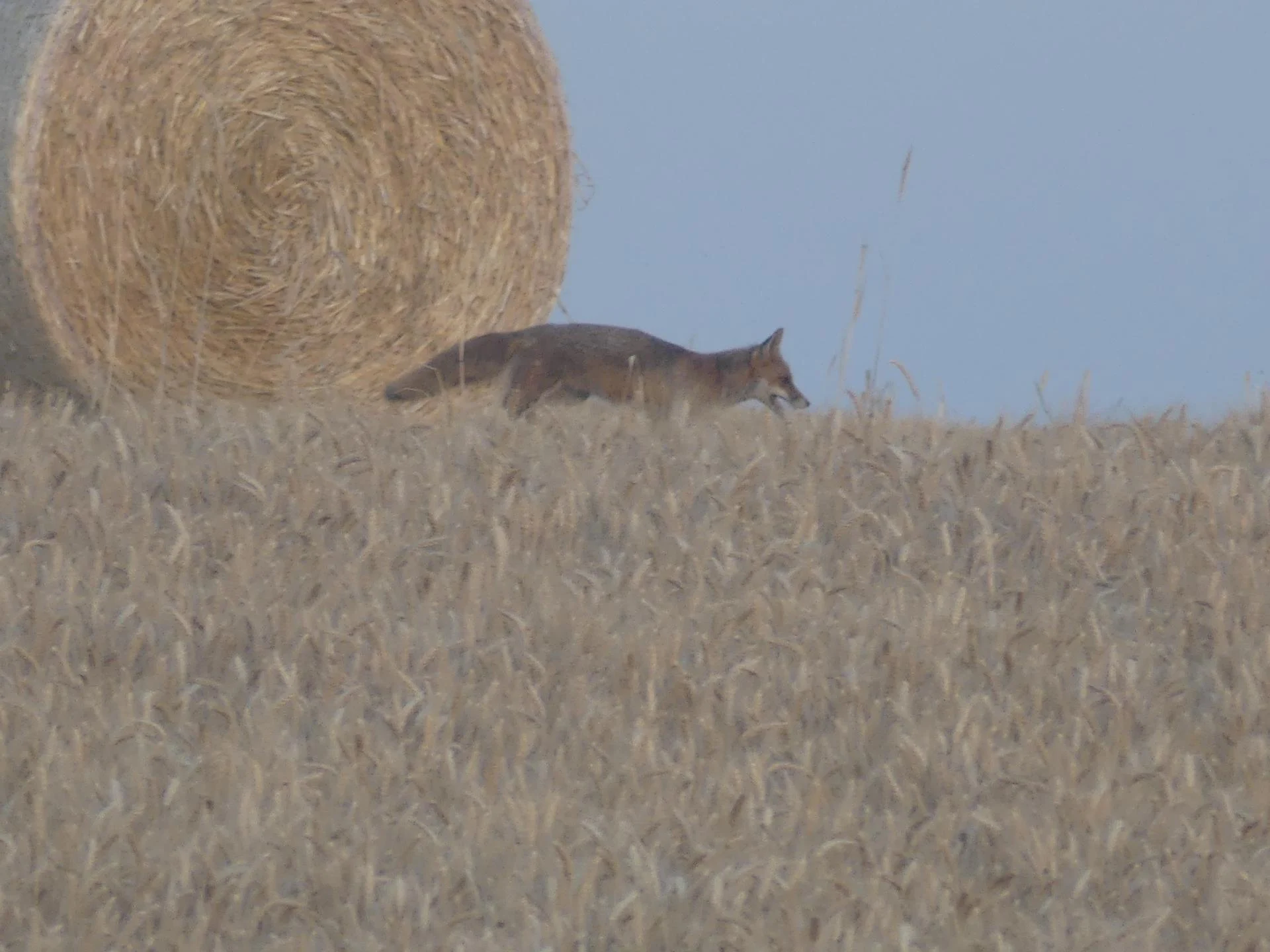 05 renards