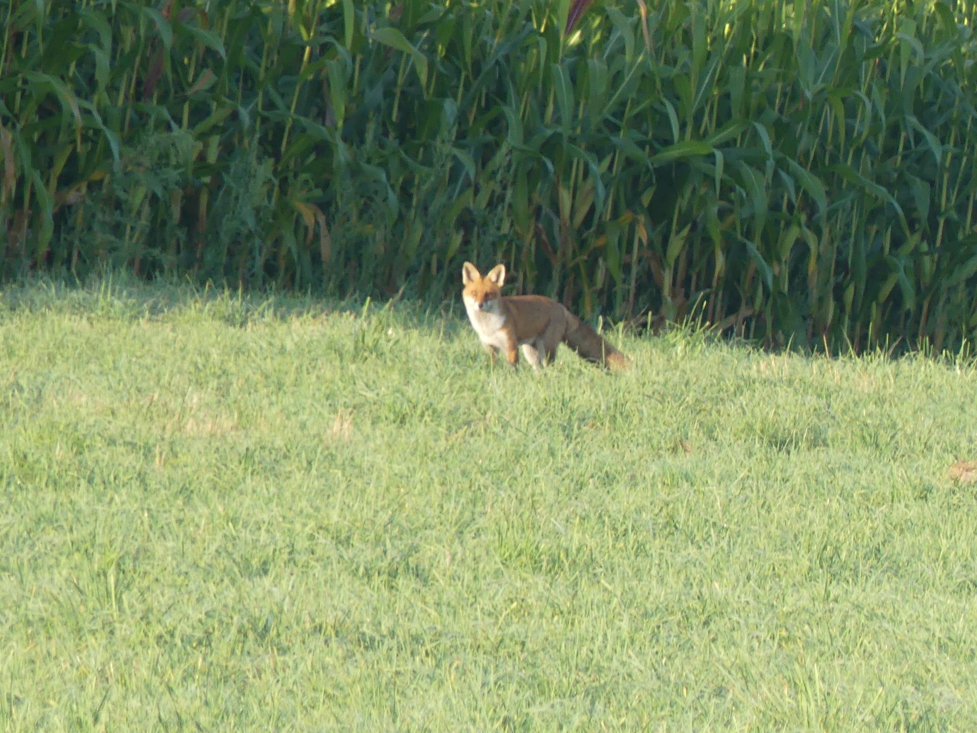 06 renards