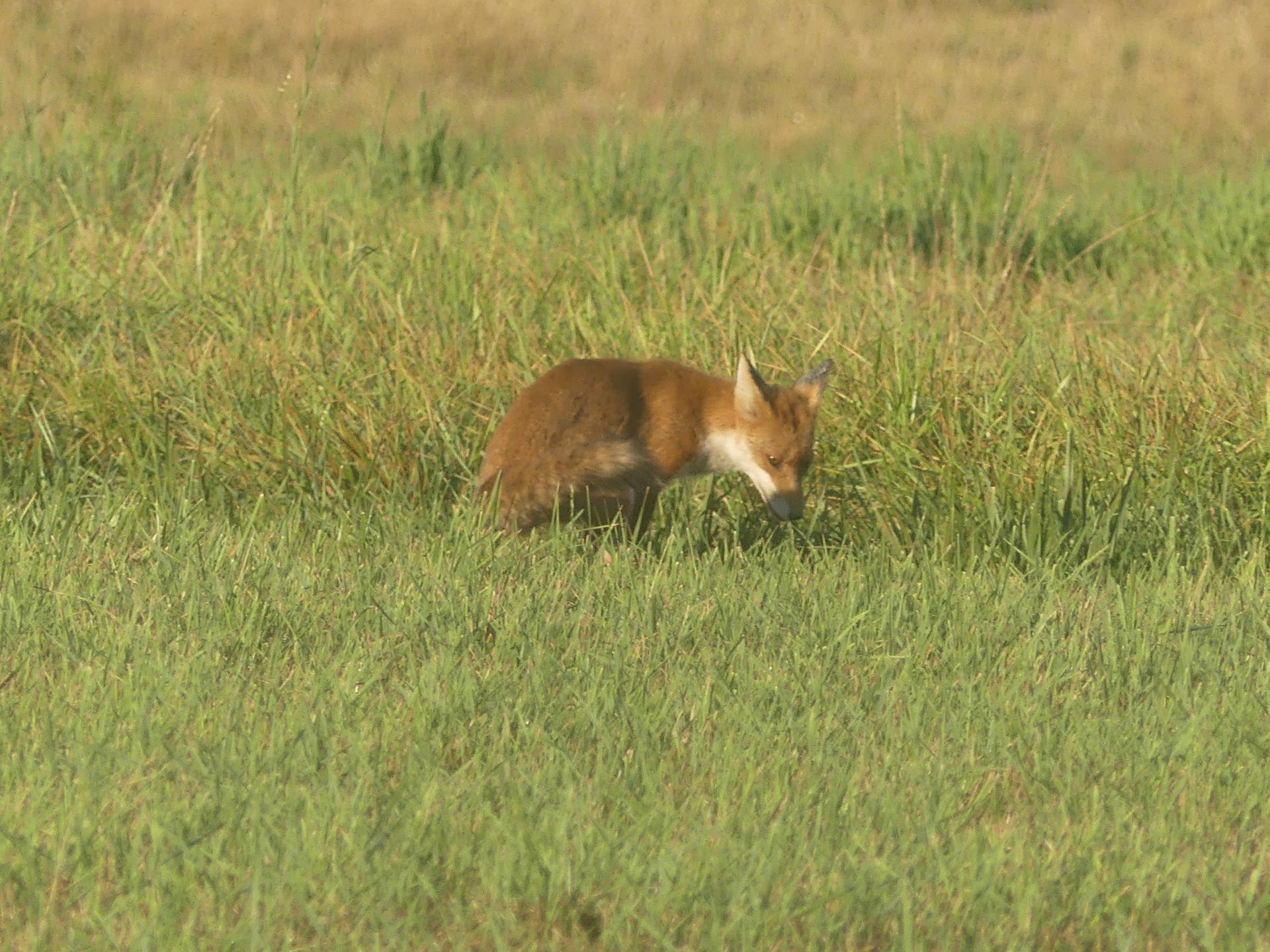 07 renards