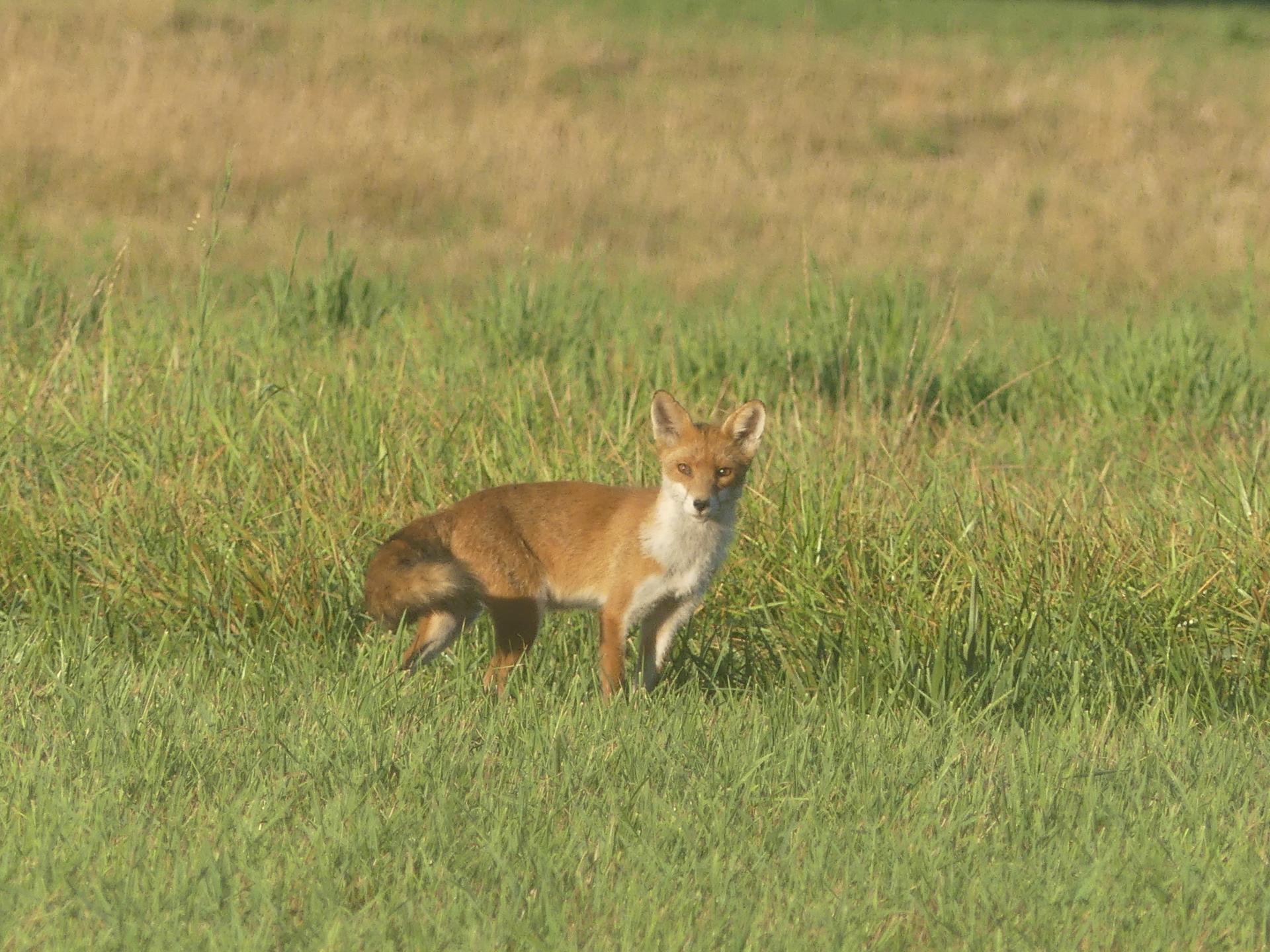 08 renards