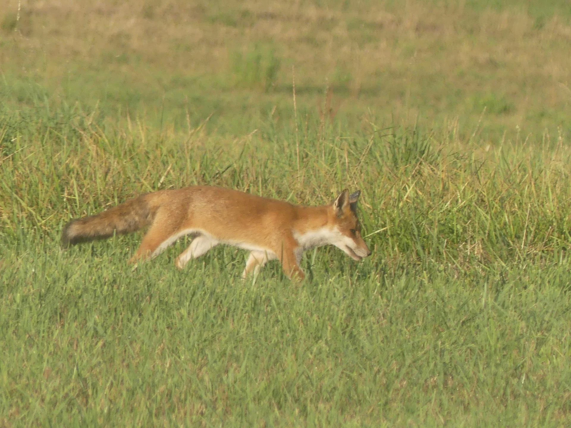 09 renards