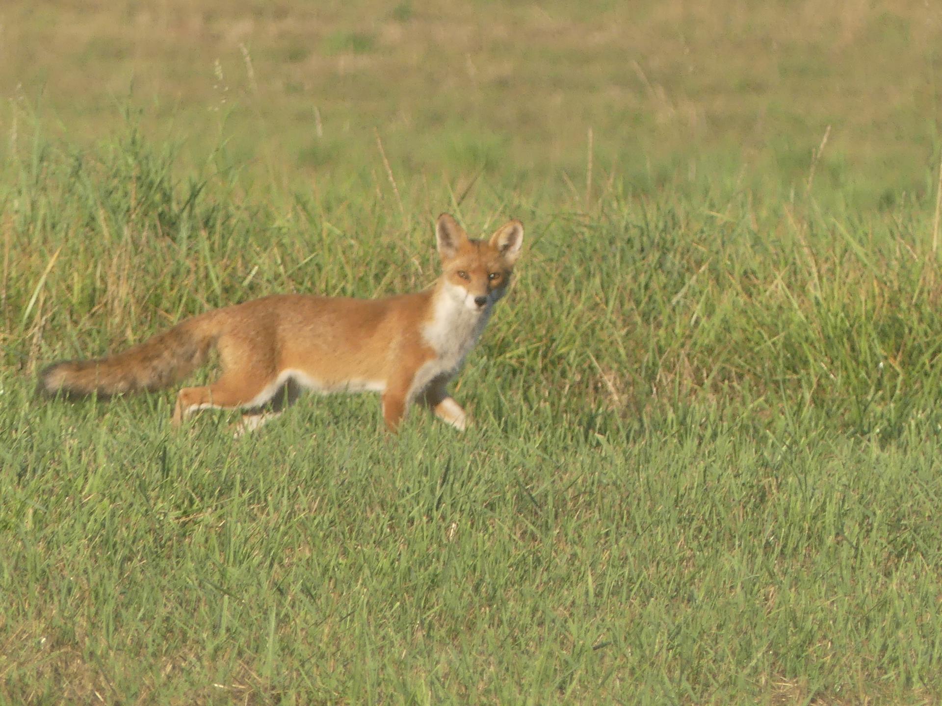 10 renards