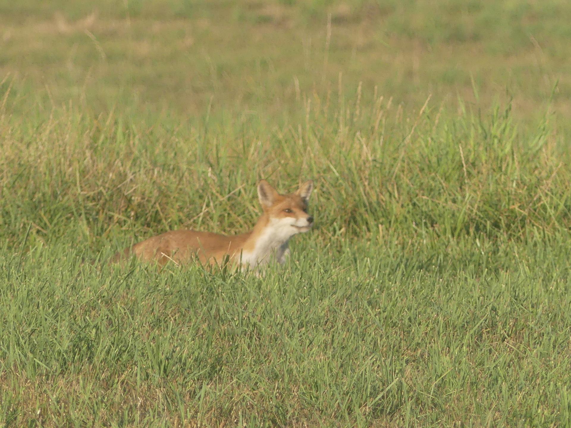 11 renards
