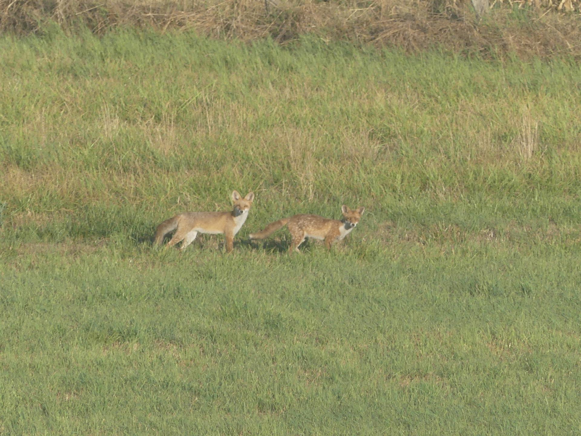 12 renards