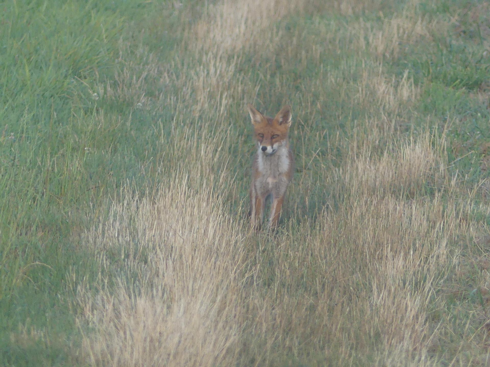 13 renards