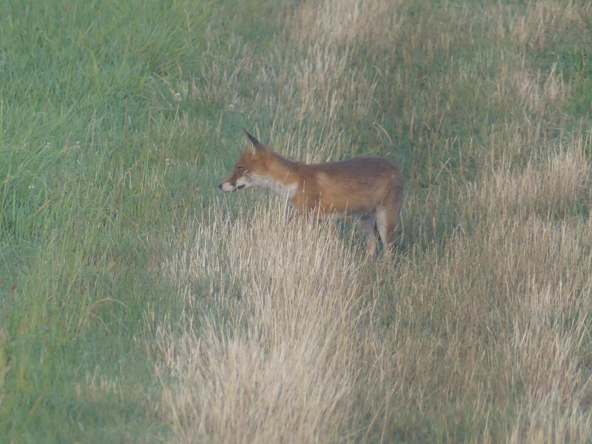 14 renards