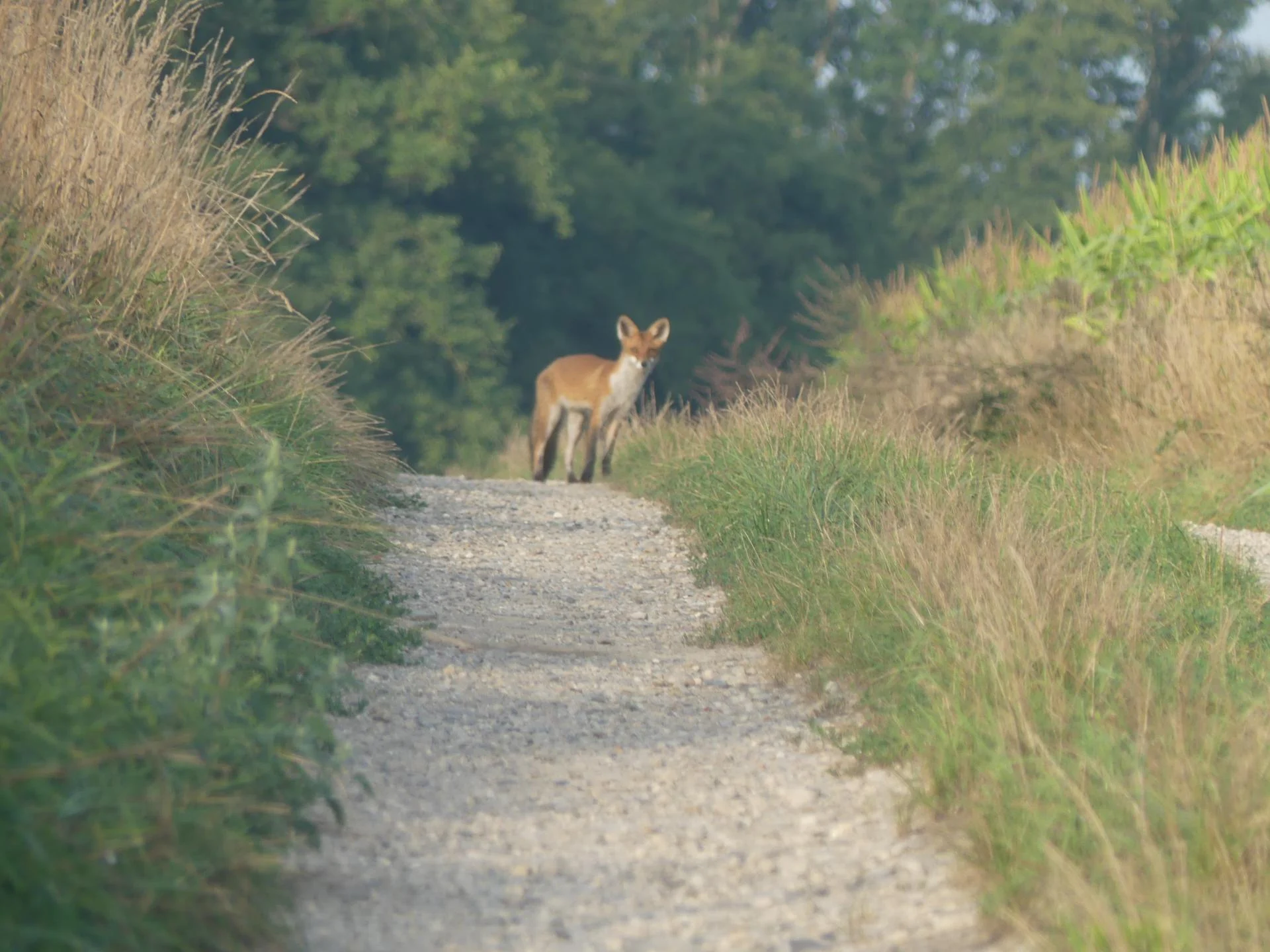 15 renards