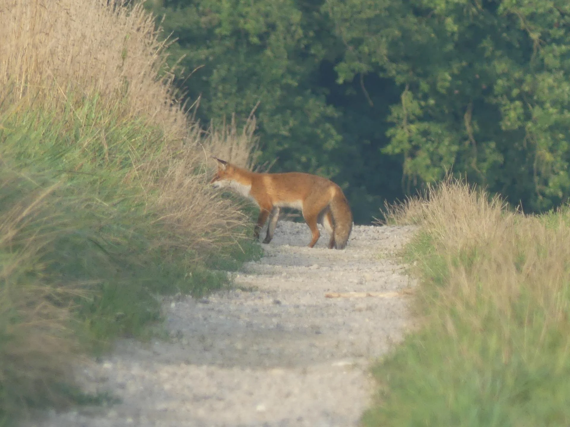 16 renards