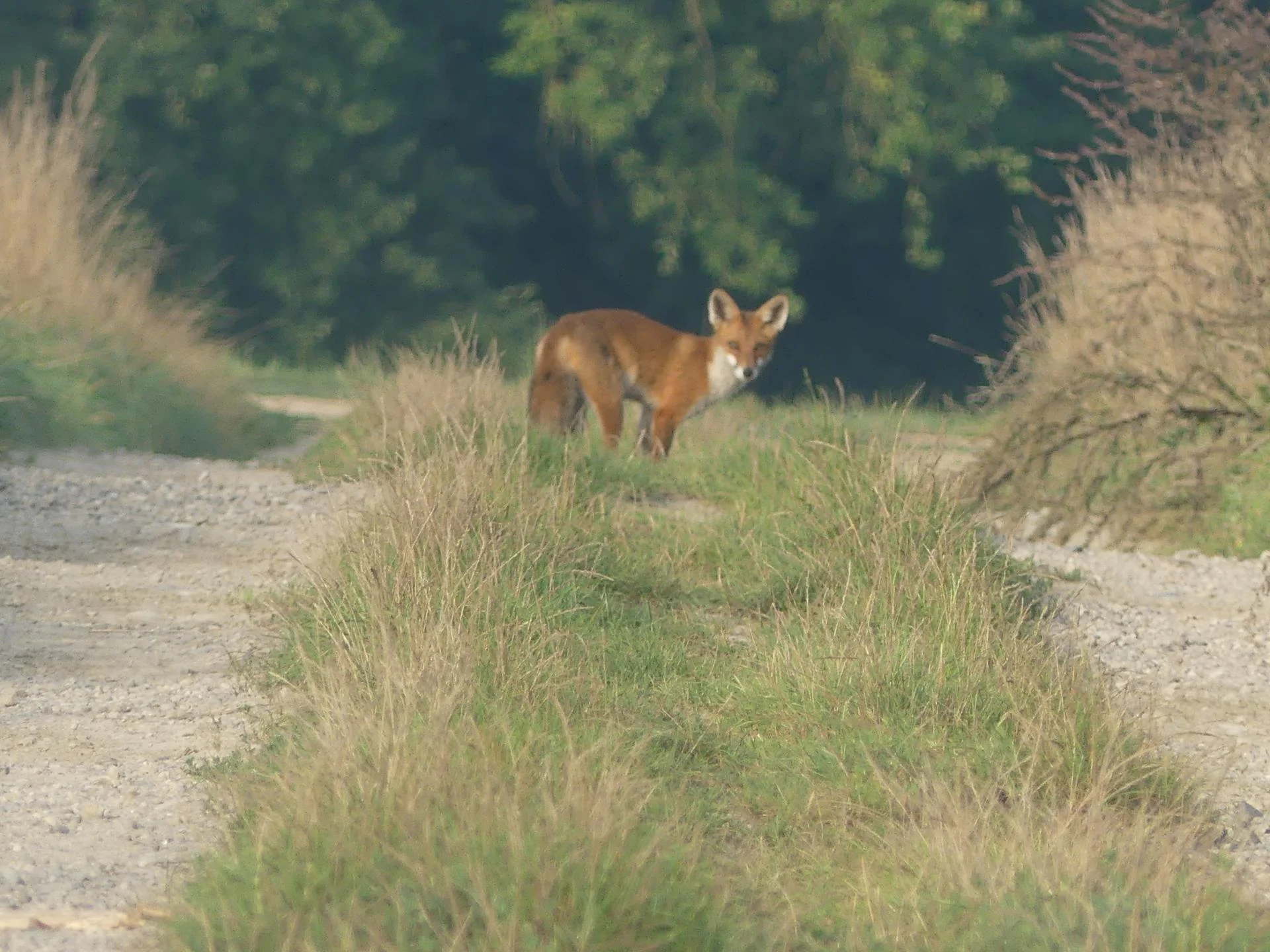 17 renards