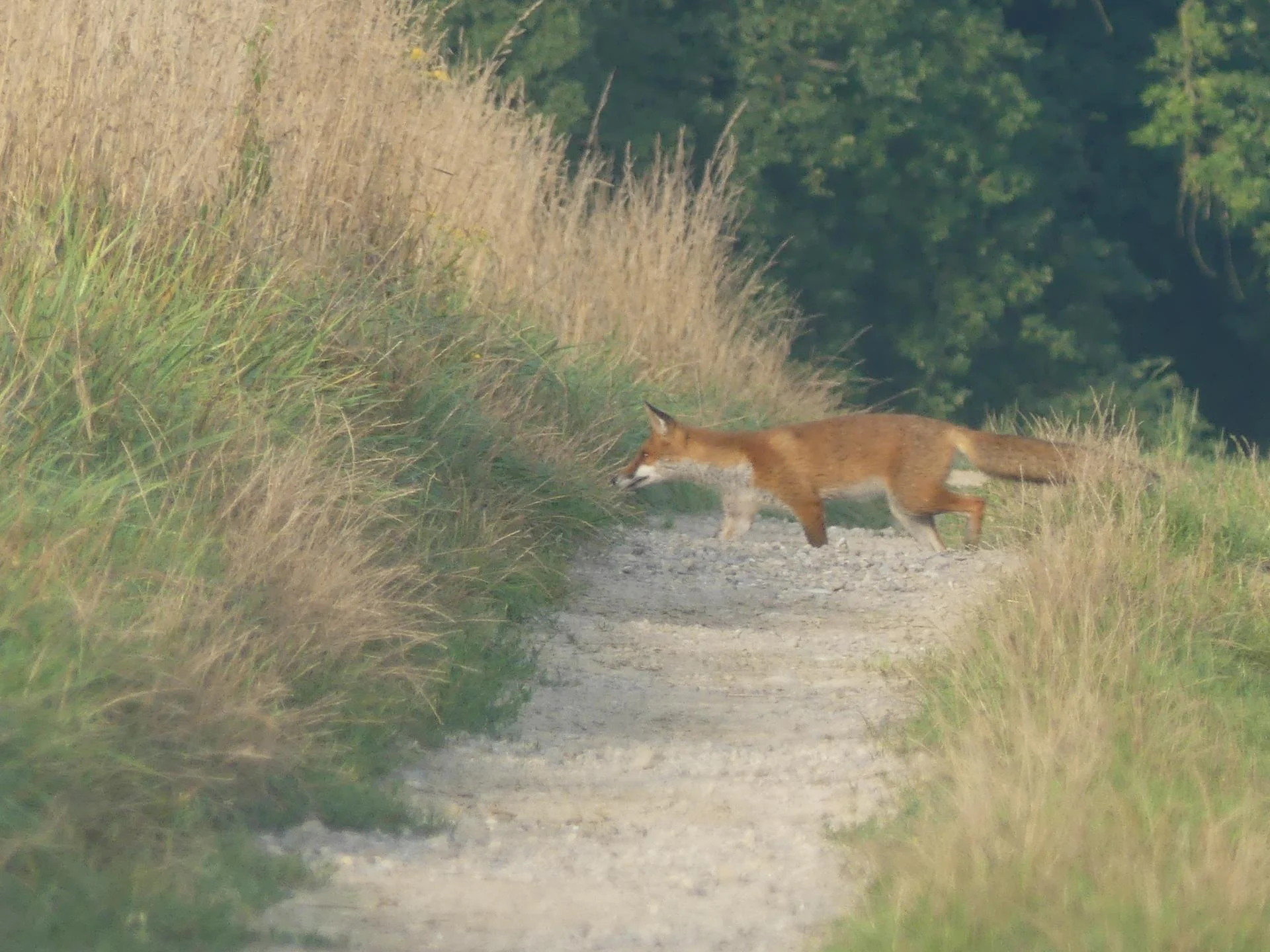 18 renards