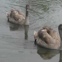 19 oct1 26