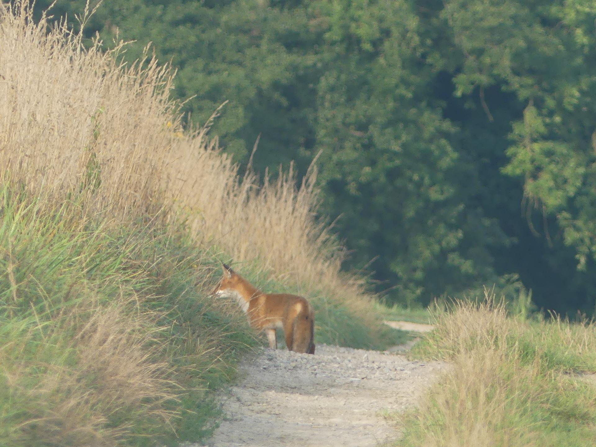 19 renards