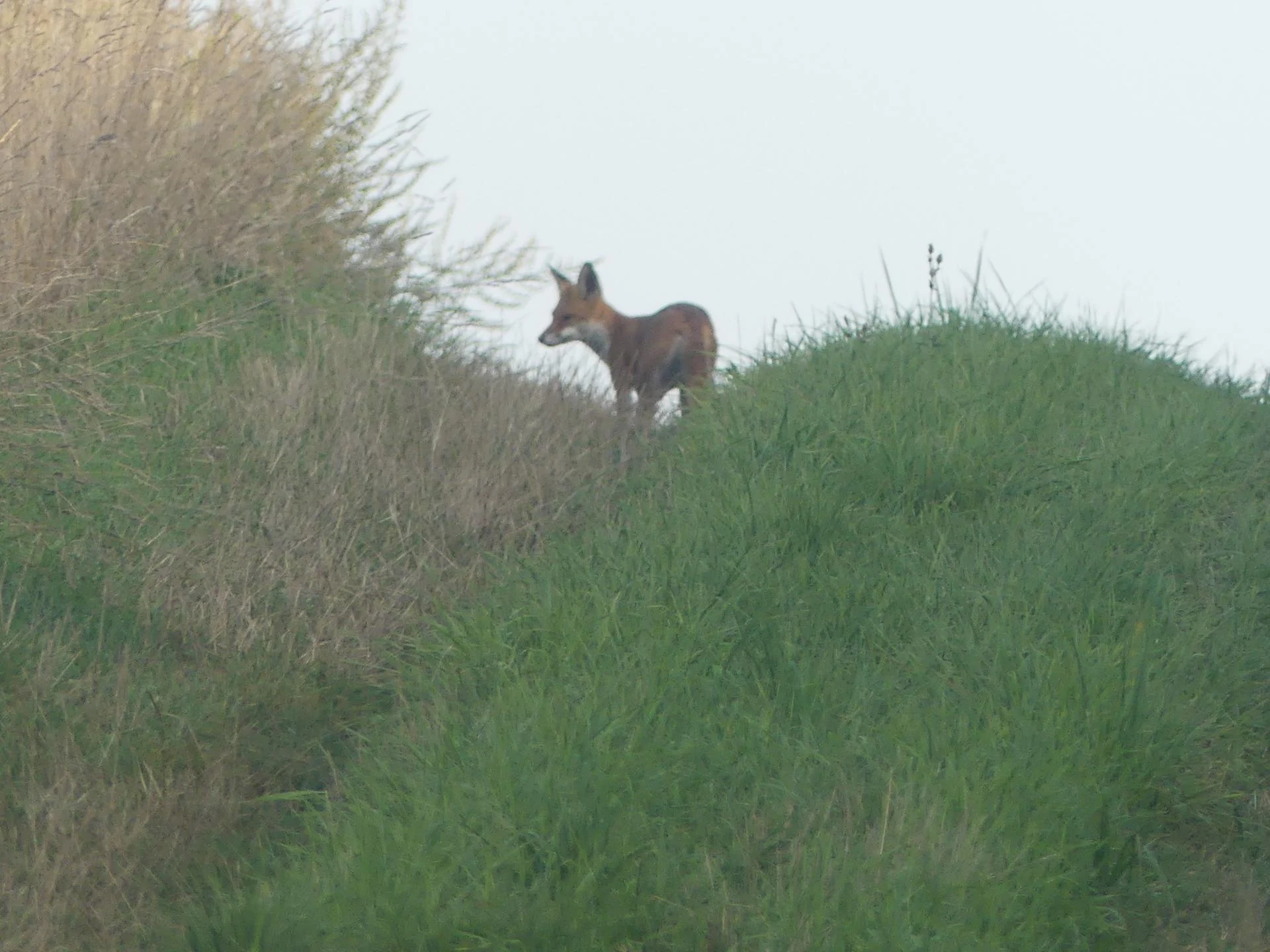 20 renards