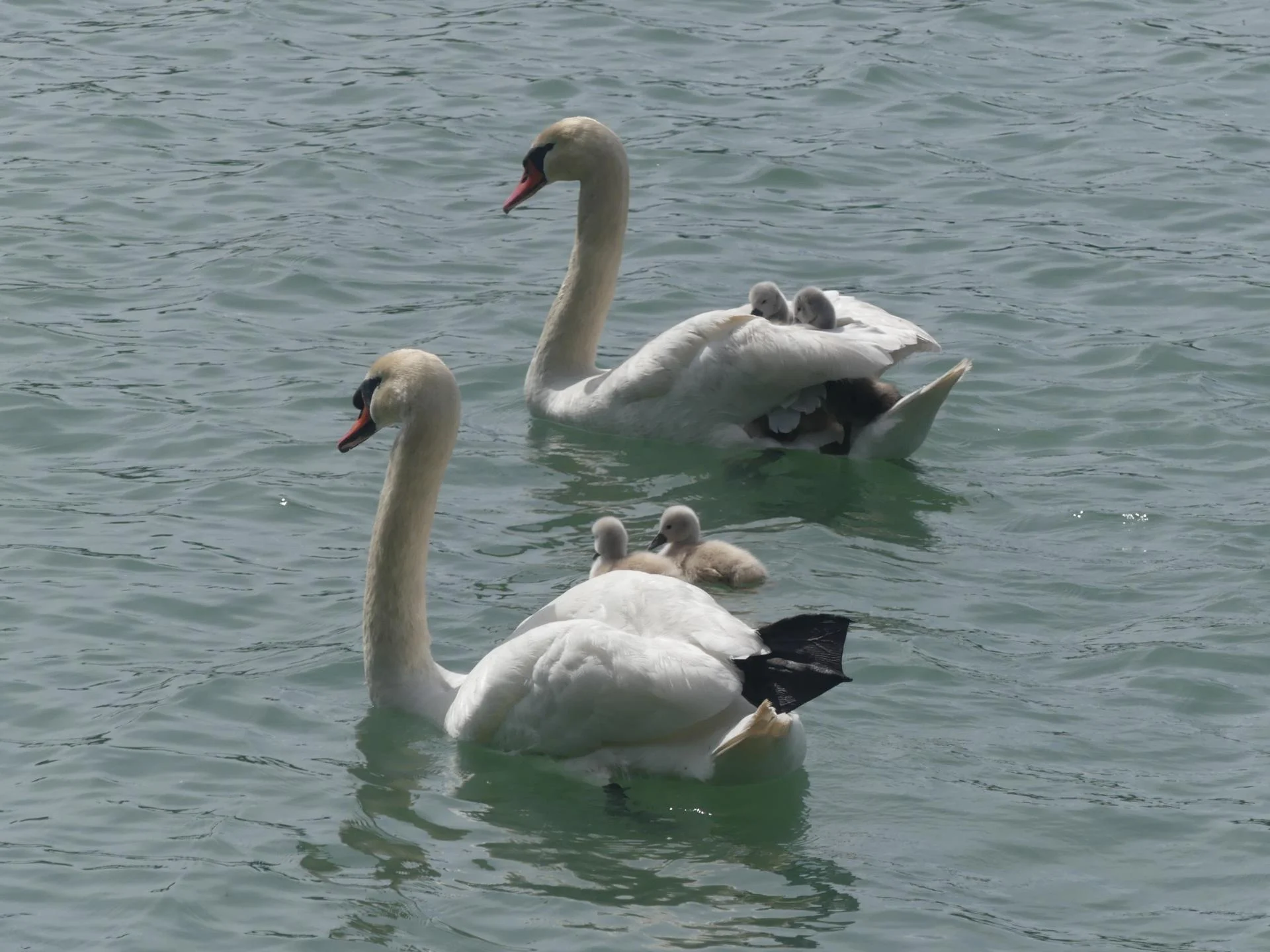21 cy 26