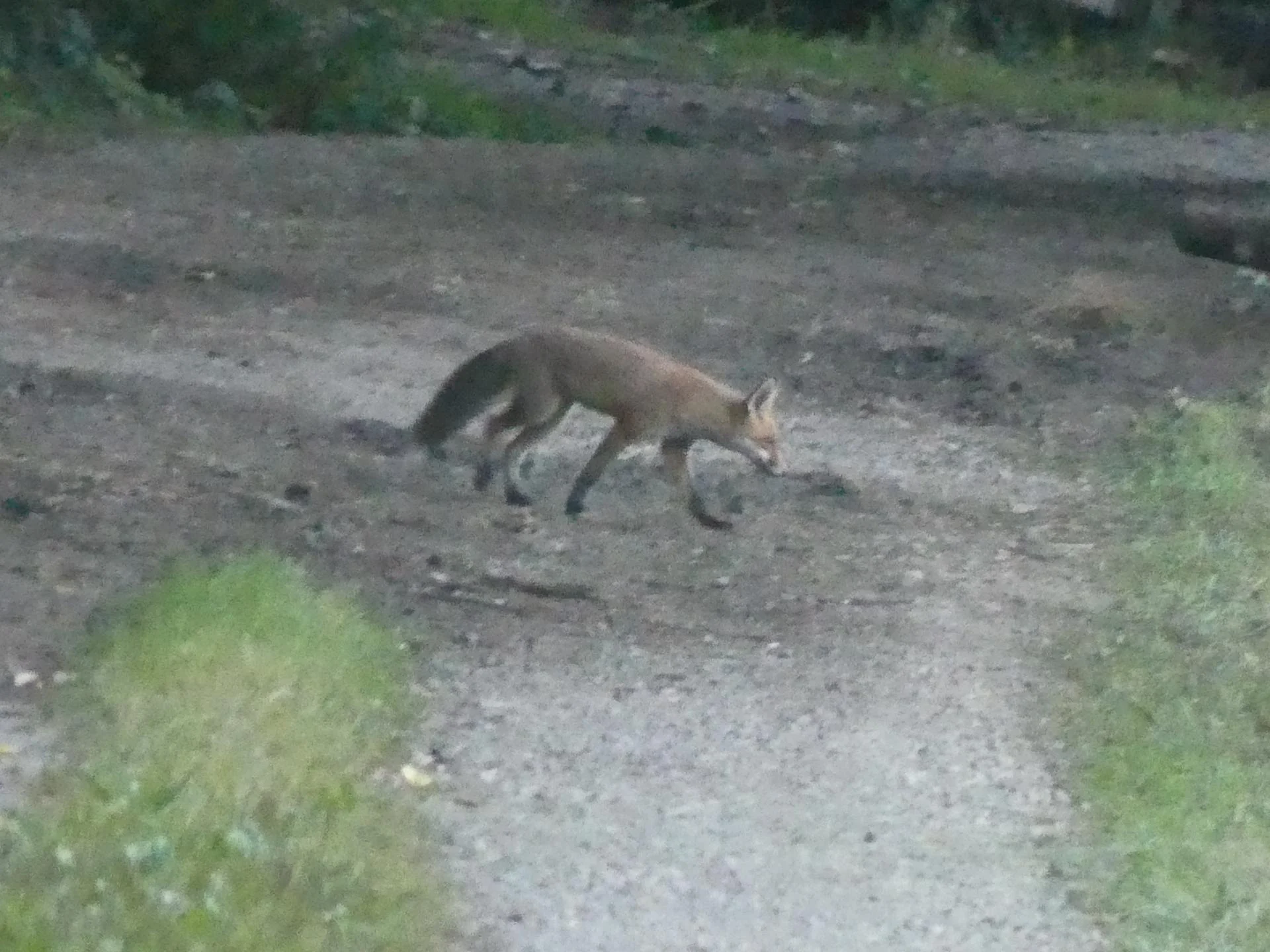 21 renards