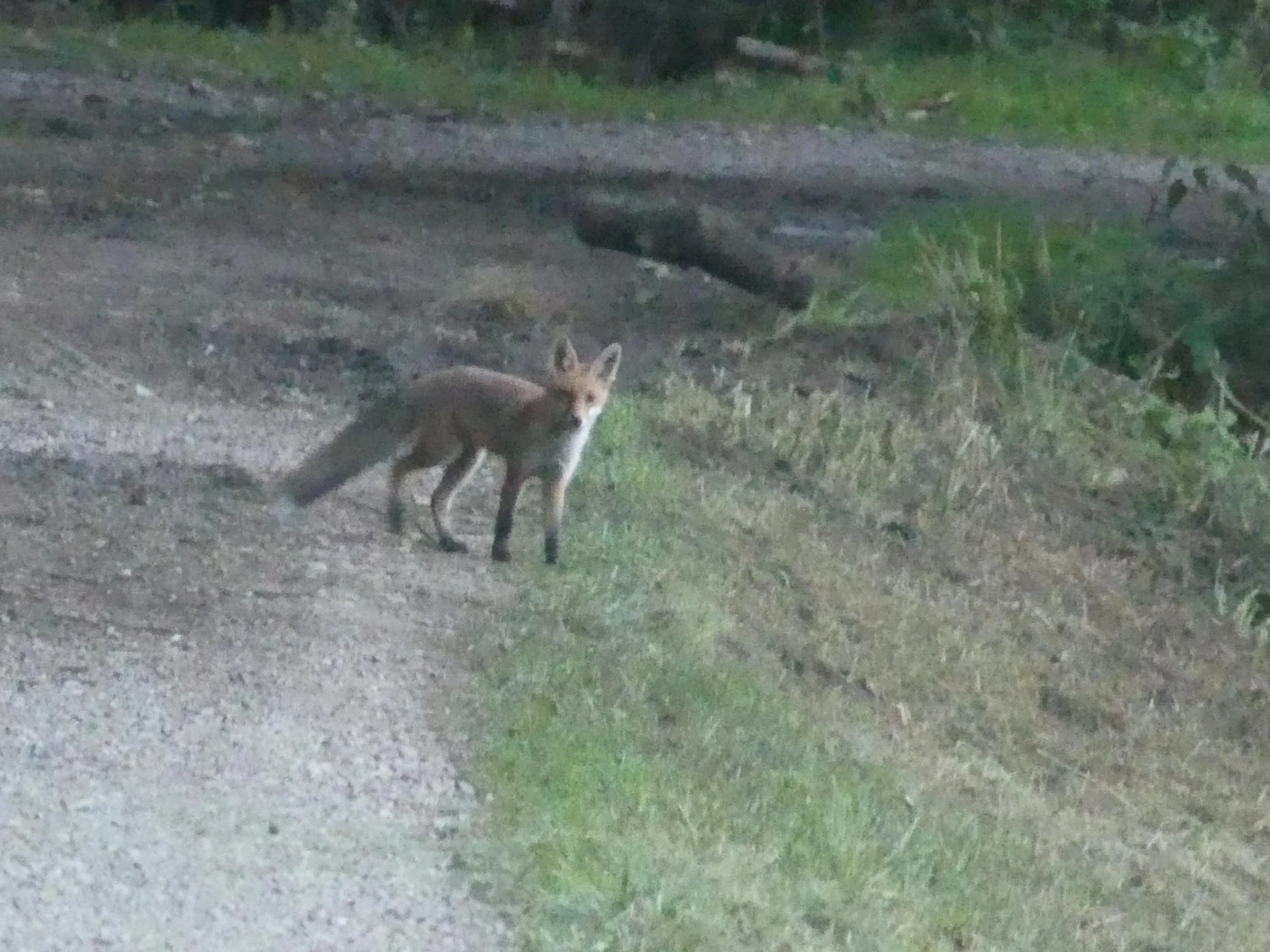 22 renards