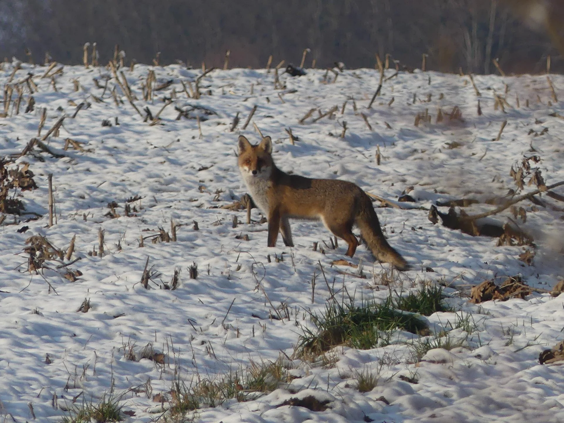 23 renards