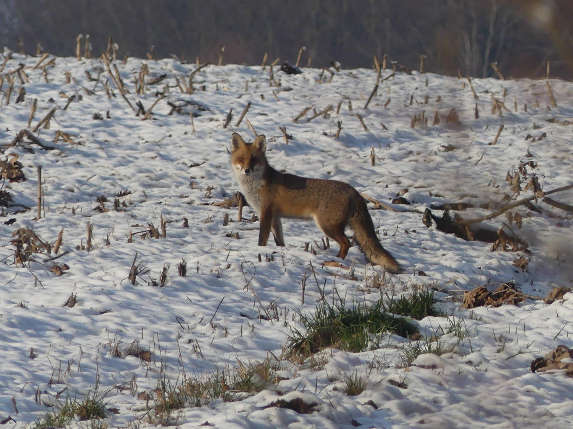 24 renards