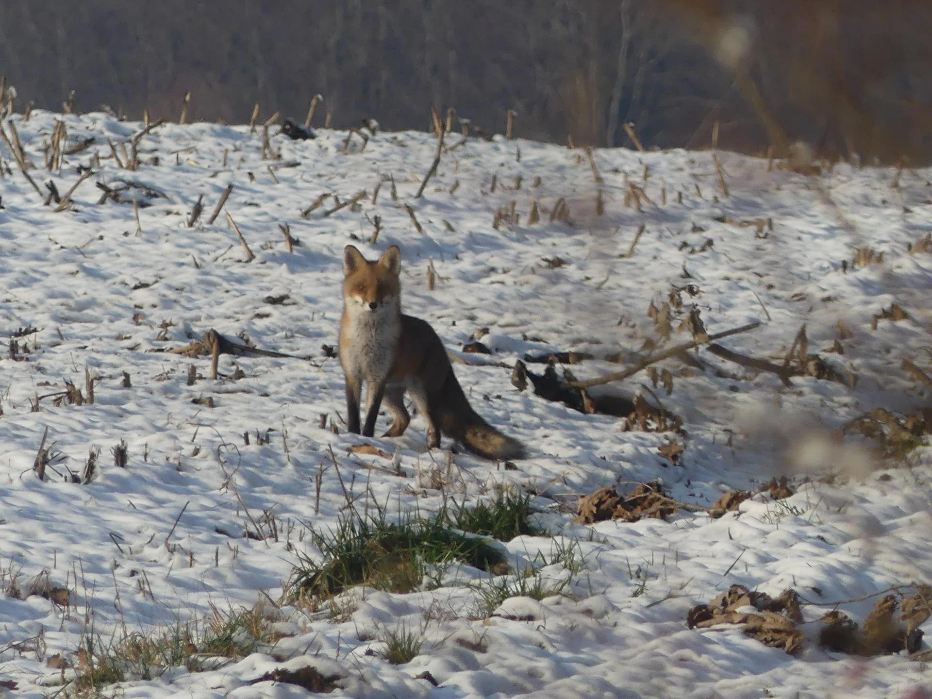 25 renards