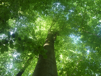 Arbre