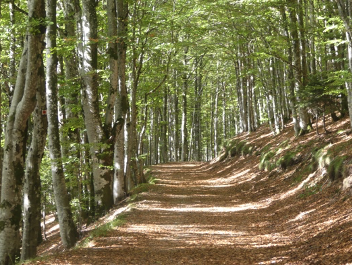 Chemin