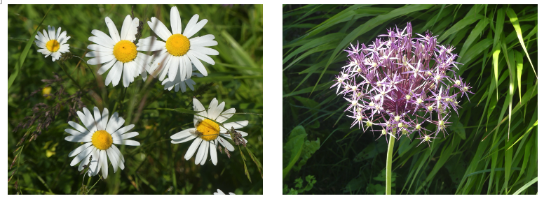 Fleurs