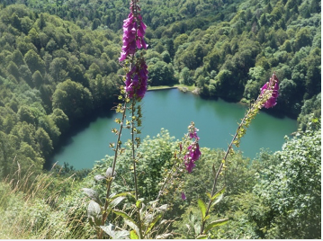 Lac des perches