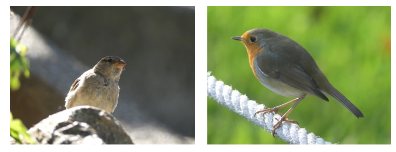 Les oiseaux gue risseurs