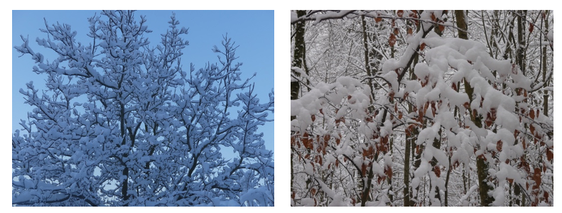 Neige