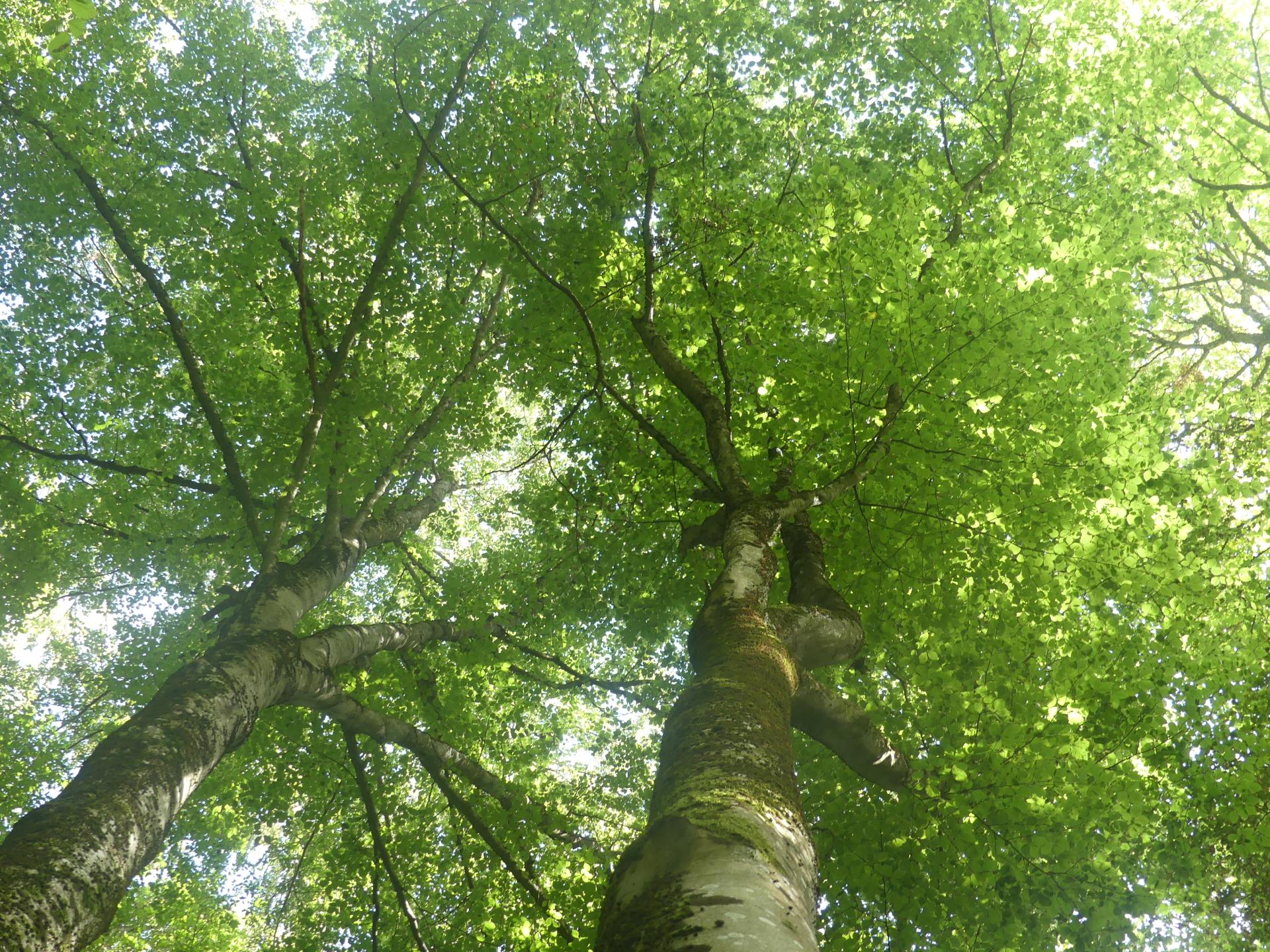 P1790527